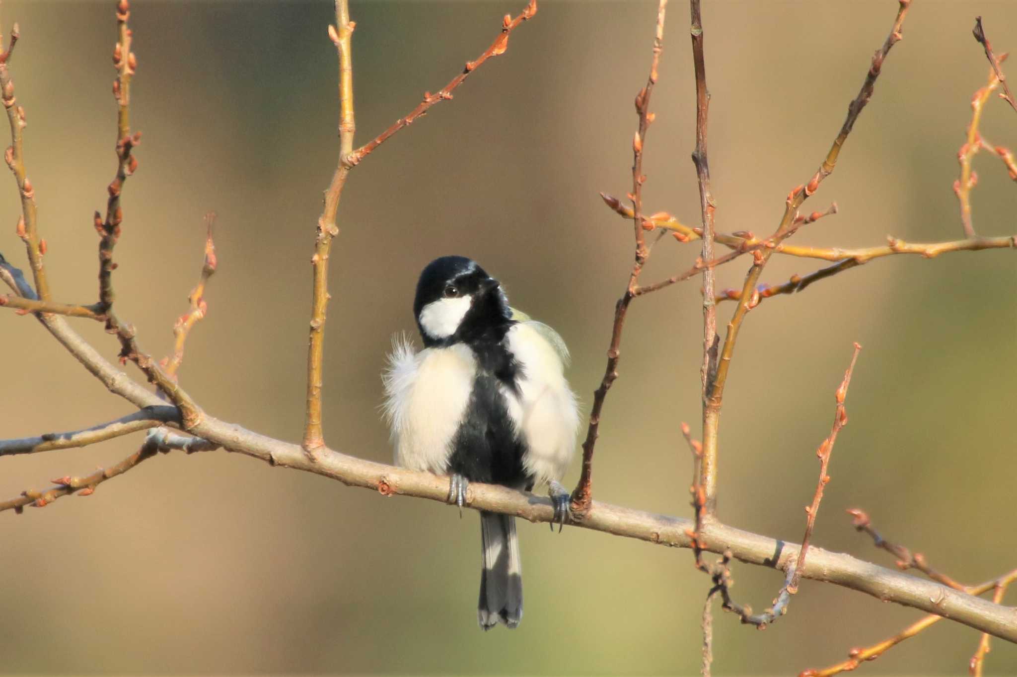 Japanese Tit