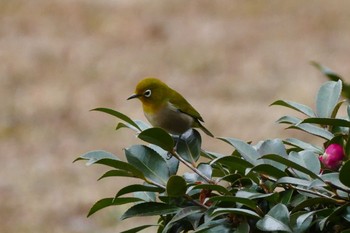 Warbling White-eye Ukima Park Thu, 1/28/2021