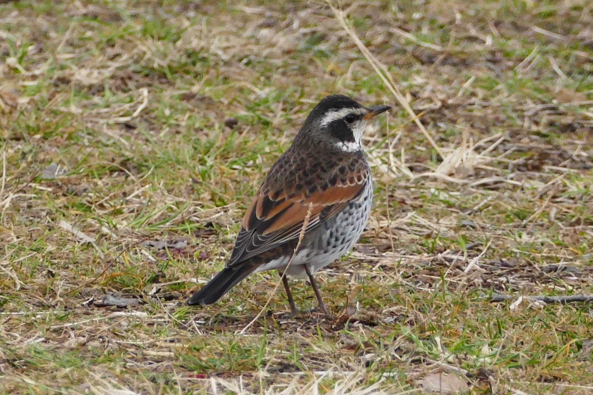 Photo of Dusky Thrush at Ukima Park by アカウント5509