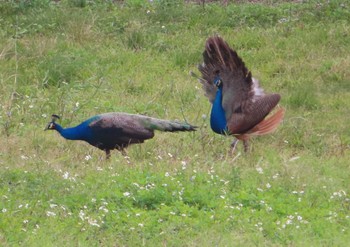 2021年1月29日(金) 石垣島の野鳥観察記録