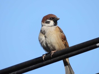 2021年1月29日(金) 東山田公園の野鳥観察記録