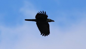 Large-billed Crow 青森県三沢市 Fri, 12/16/2016