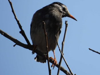 Fri, 1/29/2021 Birding report at 川崎市