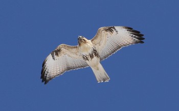 Eastern Buzzard 青森県三沢市 Fri, 12/16/2016