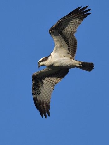 Osprey Unknown Spots Fri, 1/29/2021