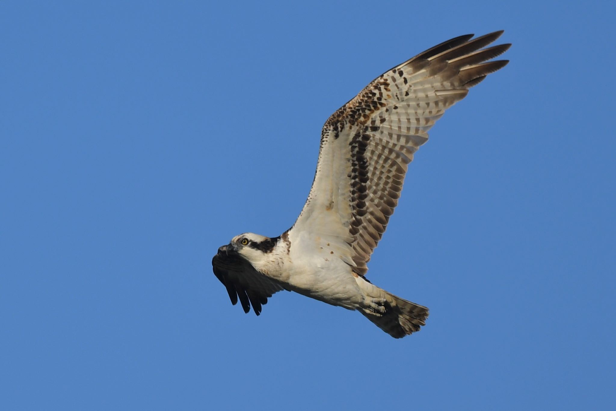 Photo of Osprey at  by ヨウコ