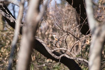 2021年1月29日(金) 大麻生野鳥の森公園の野鳥観察記録