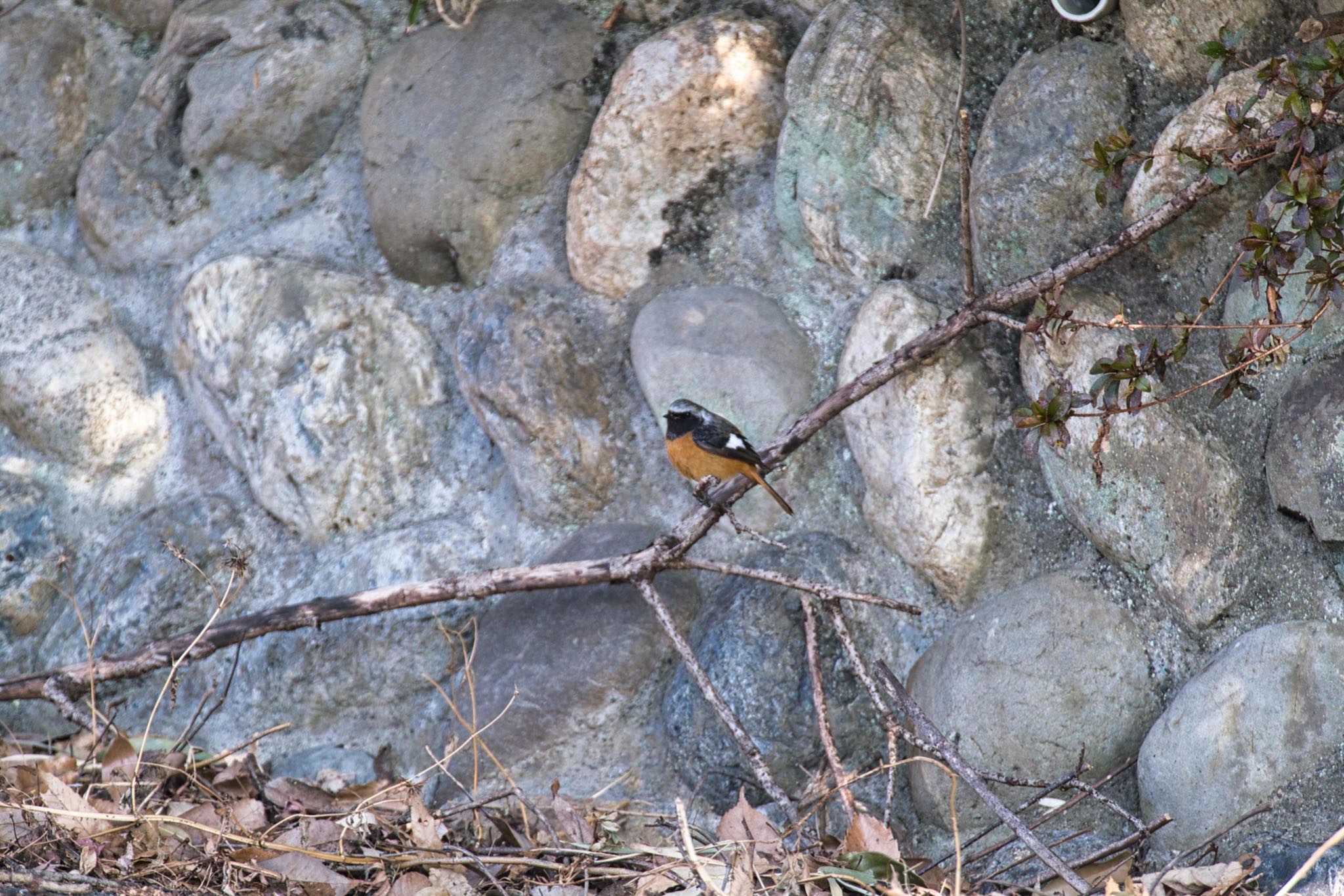 Photo of Daurian Redstart at 八丁湖 by あおじさん