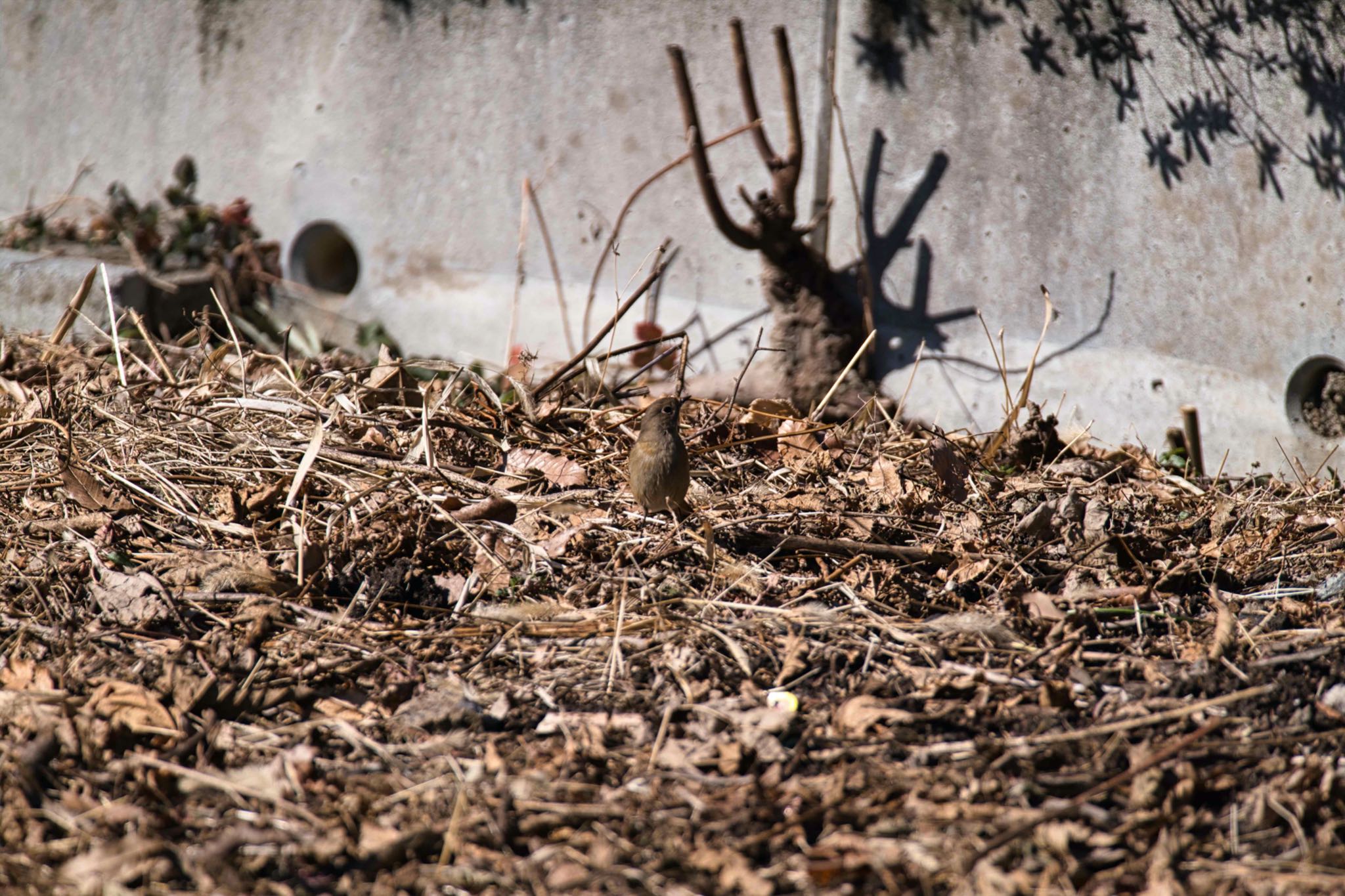 Daurian Redstart