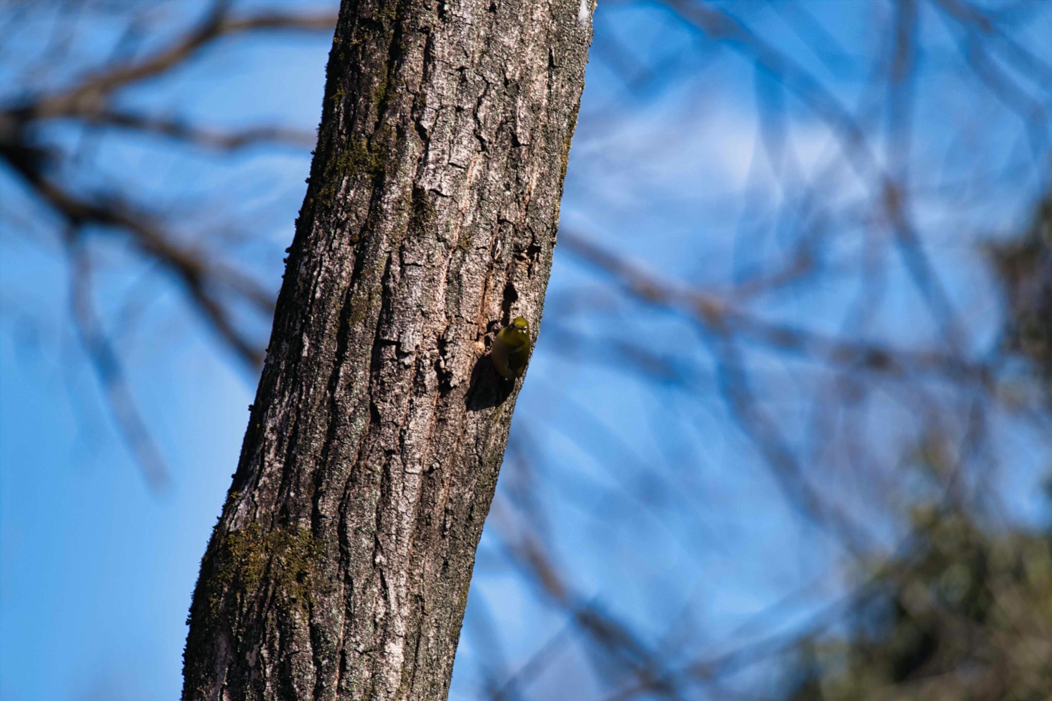 Photo of Warbling White-eye at 八丁湖 by あおじさん