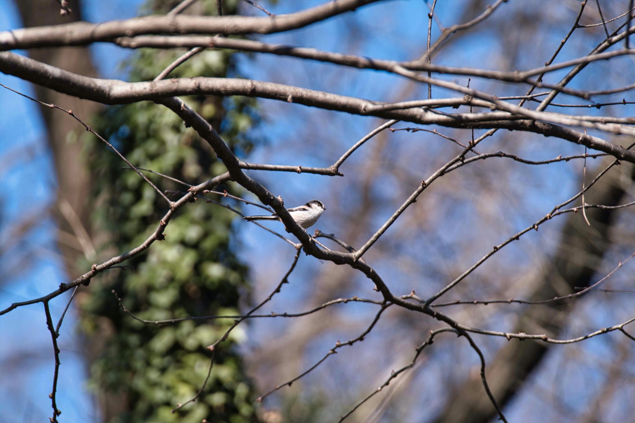 Long-tailed Tit