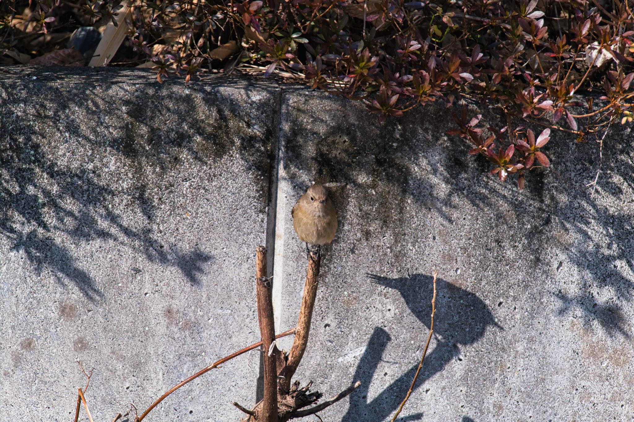 Daurian Redstart