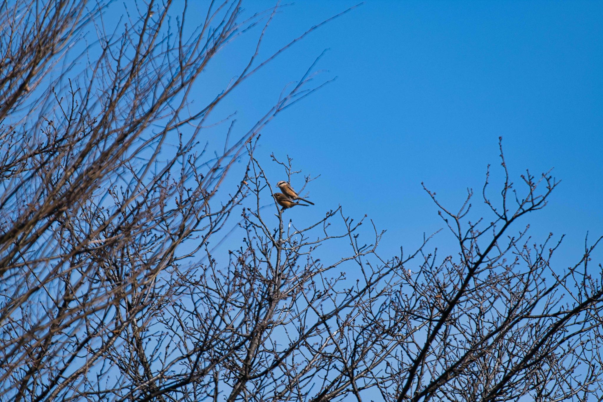 Photo of Bull-headed Shrike at 八丁湖 by あおじさん