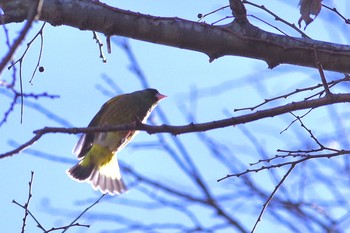 カワラヒワ 千城台野鳥観察園 2021年1月19日(火)