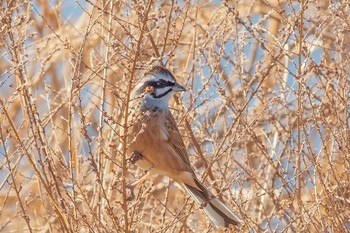 Meadow Bunting Komiya Park Sun, 2/9/2020