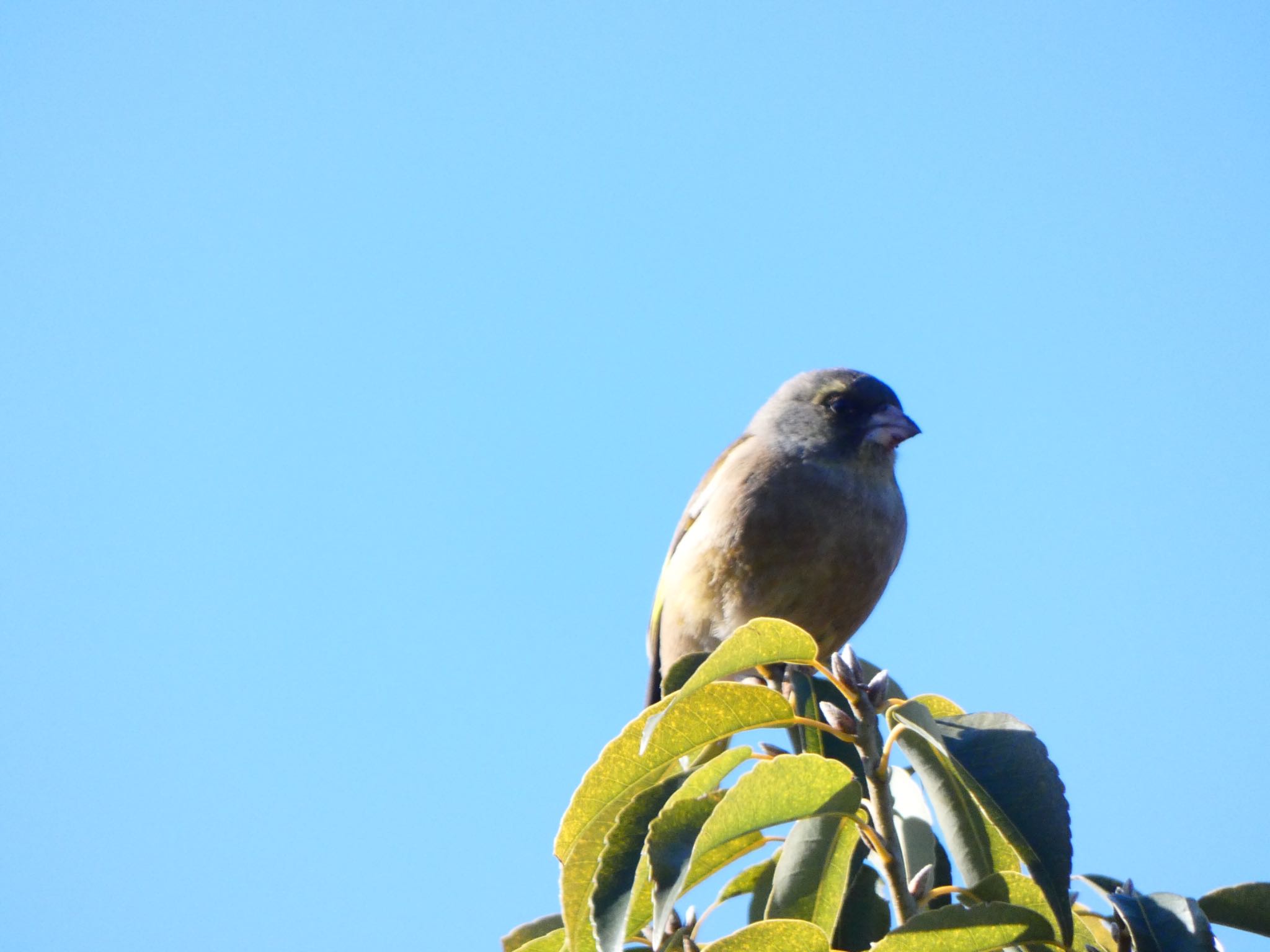 Photo of Grey-capped Greenfinch at 染井霊園 by shu118