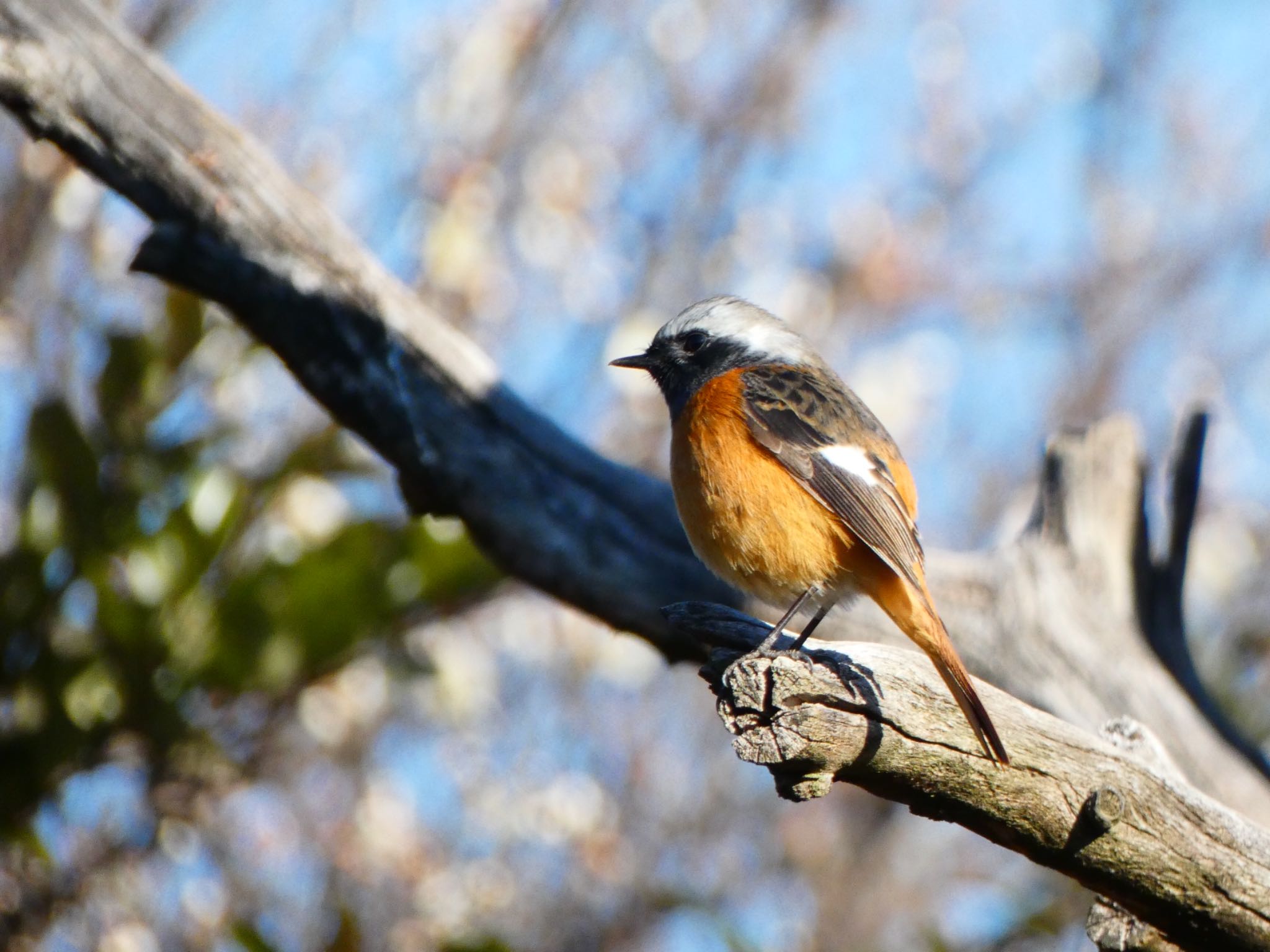 Photo of Daurian Redstart at 染井霊園 by shu118