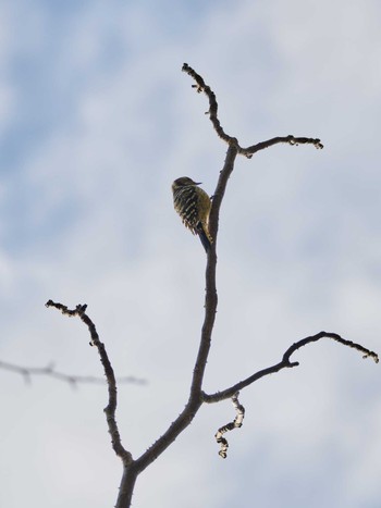 Japanese Pygmy Woodpecker 姫路市自然観察の森 Fri, 1/29/2021