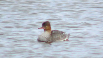 Common Merganser 香櫨園浜 Wed, 1/27/2021