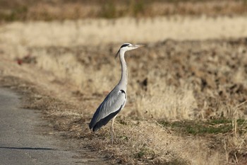 アオサギ 埼玉県吉見町 2016年12月19日(月)