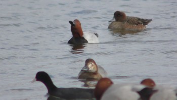 Unknown Species 香櫨園浜 Wed, 1/27/2021