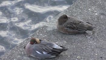 ヒドリガモ 香櫨園浜 2021年1月27日(水)