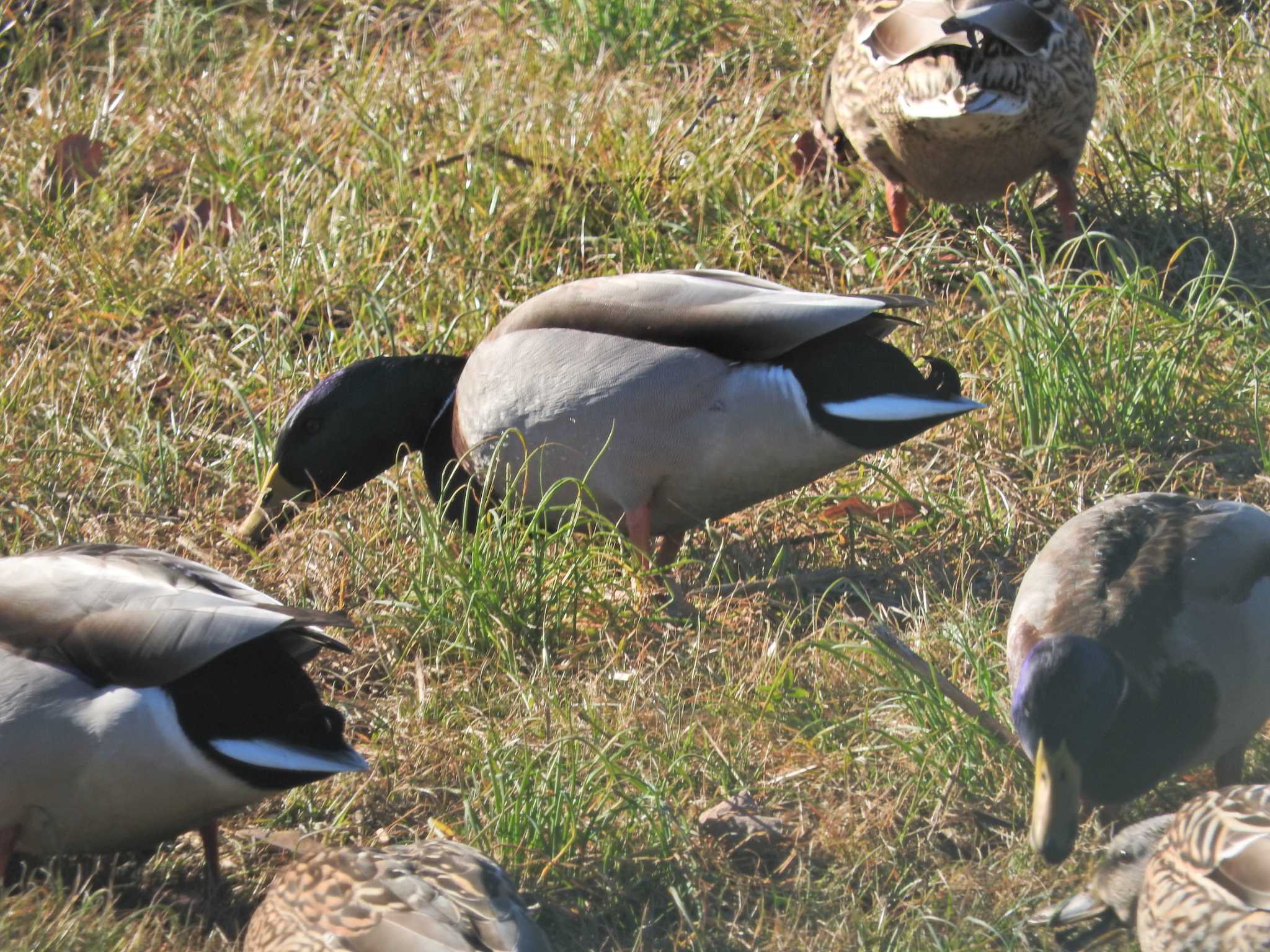 Photo of Mallard at 砂川堀北野調整池 by chiba