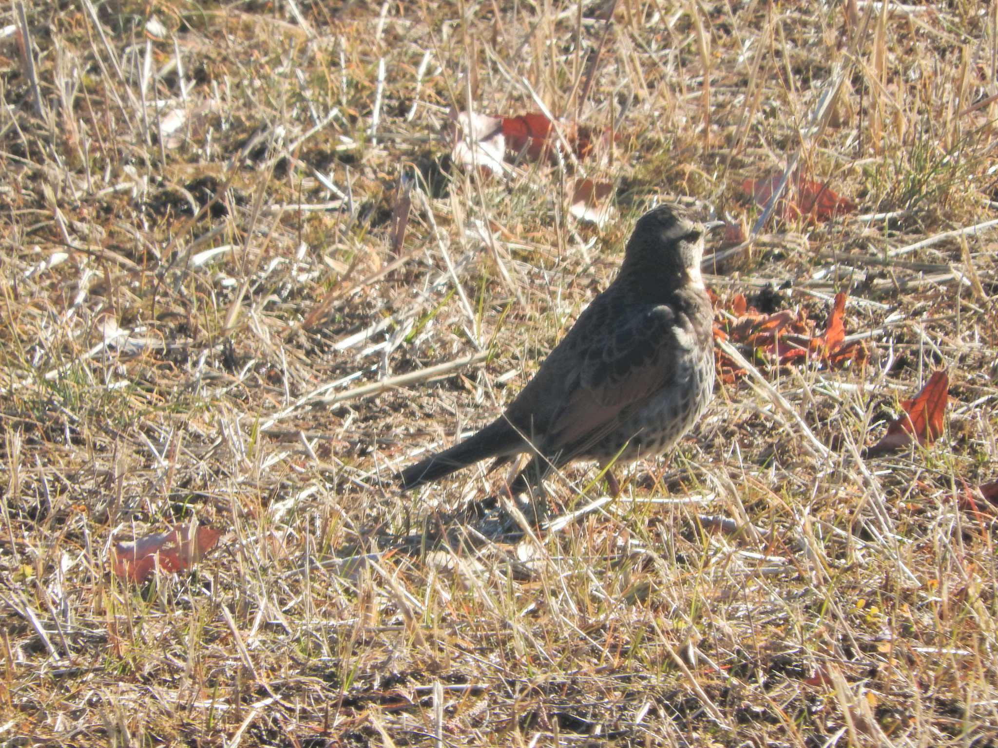 Dusky Thrush