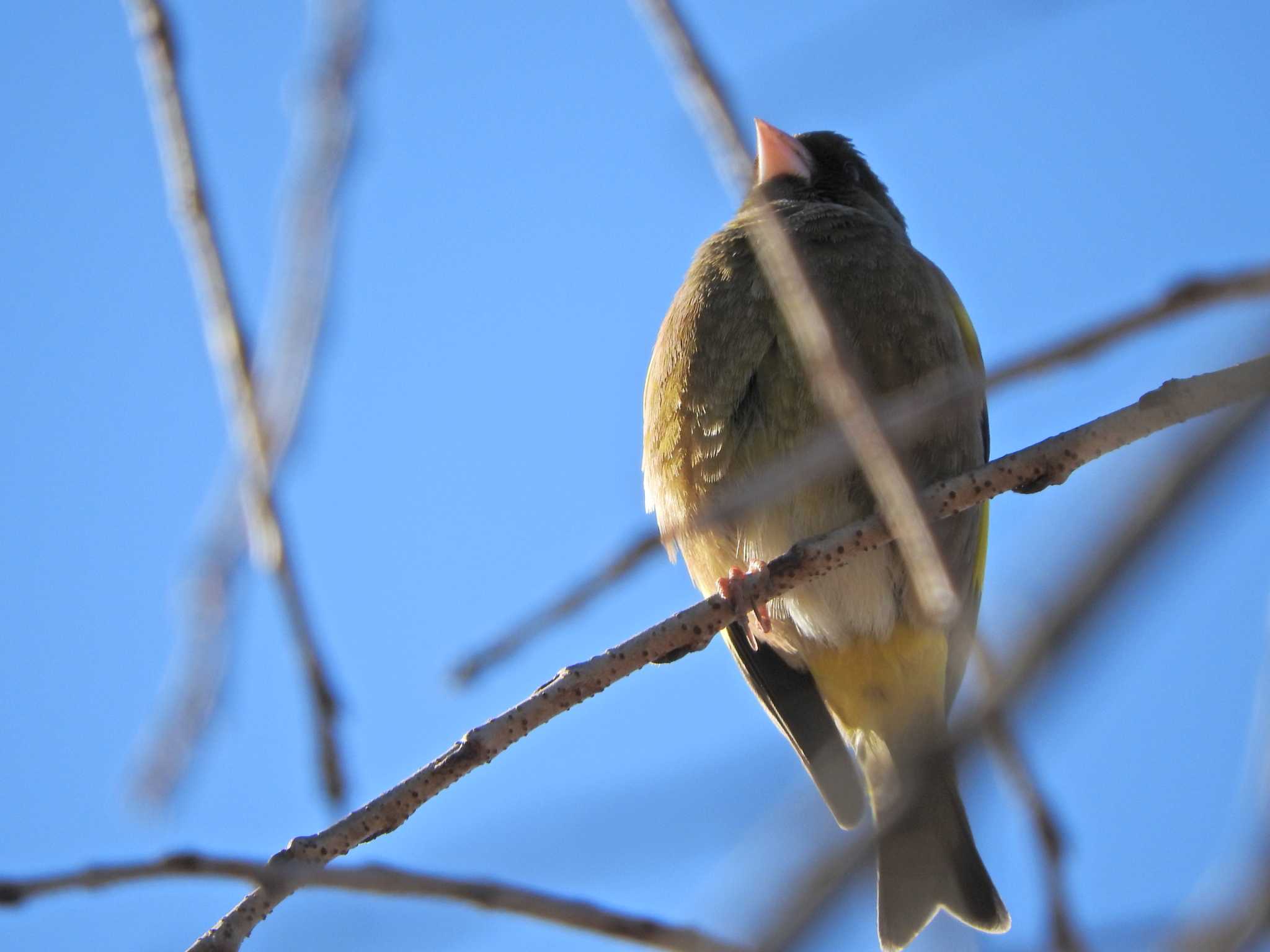 Photo of Grey-capped Greenfinch at 砂川堀北野調整池 by chiba