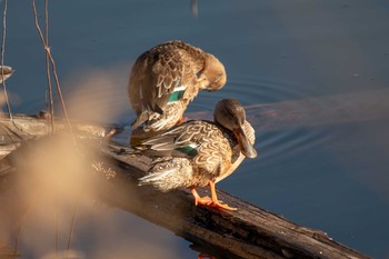 2021年1月22日(金) 三ツ池公園(横浜市鶴見区)の野鳥観察記録