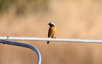 ジョウビタキ 埼玉県吉見町 2016年12月19日(月)