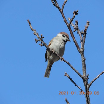 Eurasian Tree Sparrow 豊洲 Sat, 1/30/2021