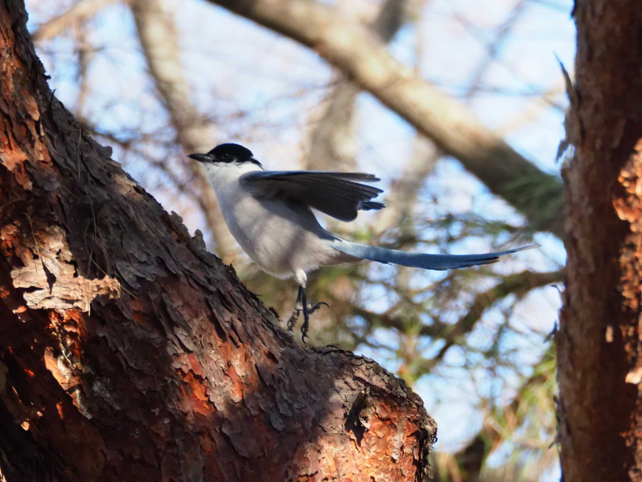 Azure-winged Magpie