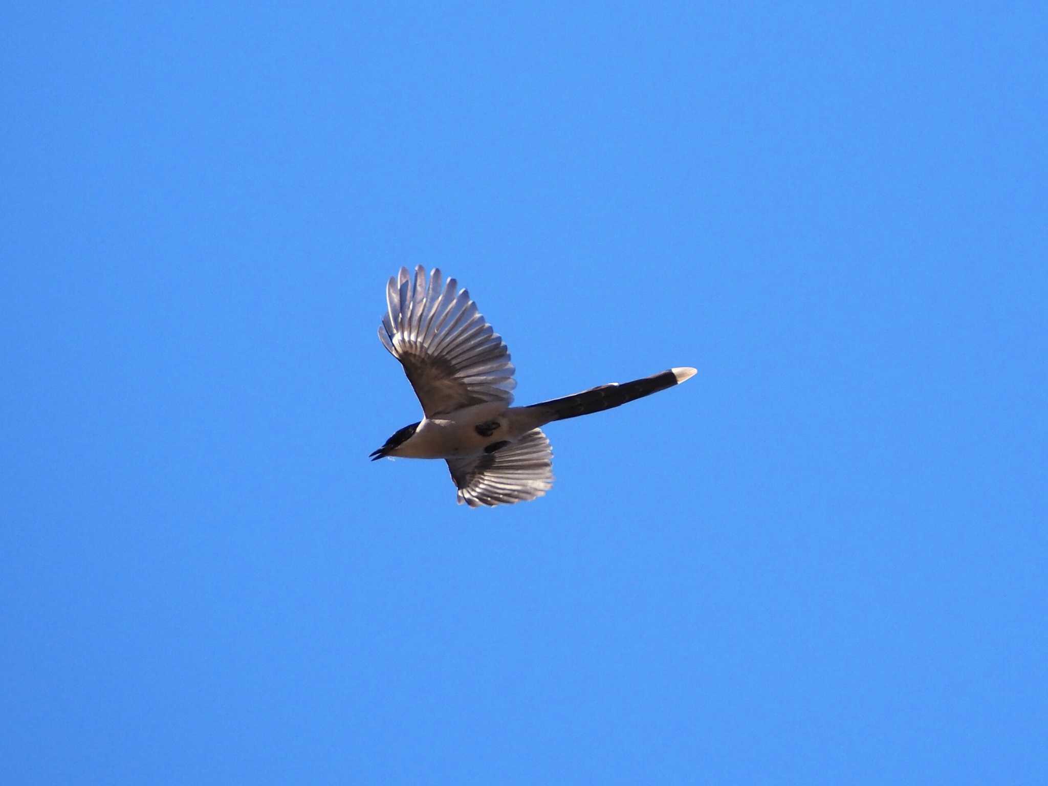 Photo of Azure-winged Magpie at 東京都世田谷区 by とろろ