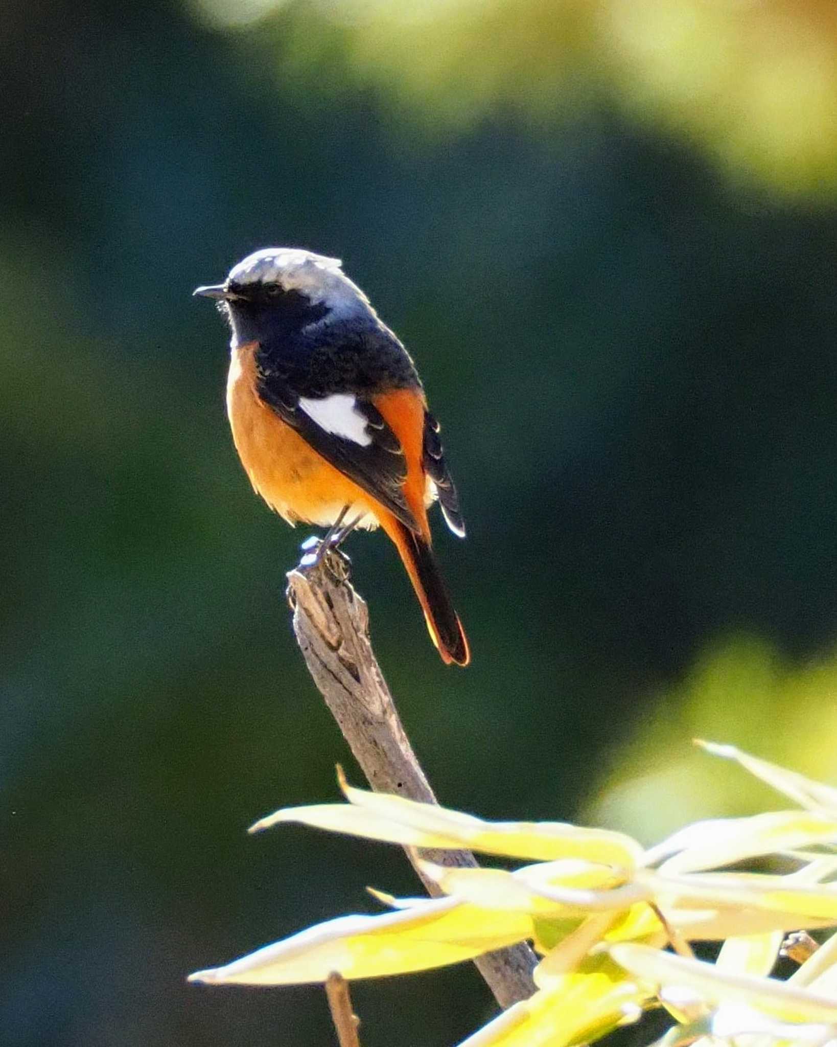 Photo of Daurian Redstart at 東京都世田谷区 by とろろ