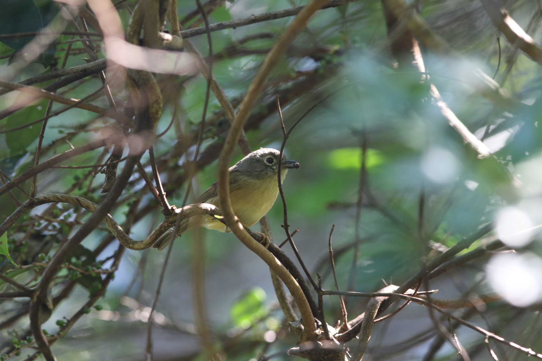 Photo of ハイナンメジロチメドリ at タイポカウ by Trio