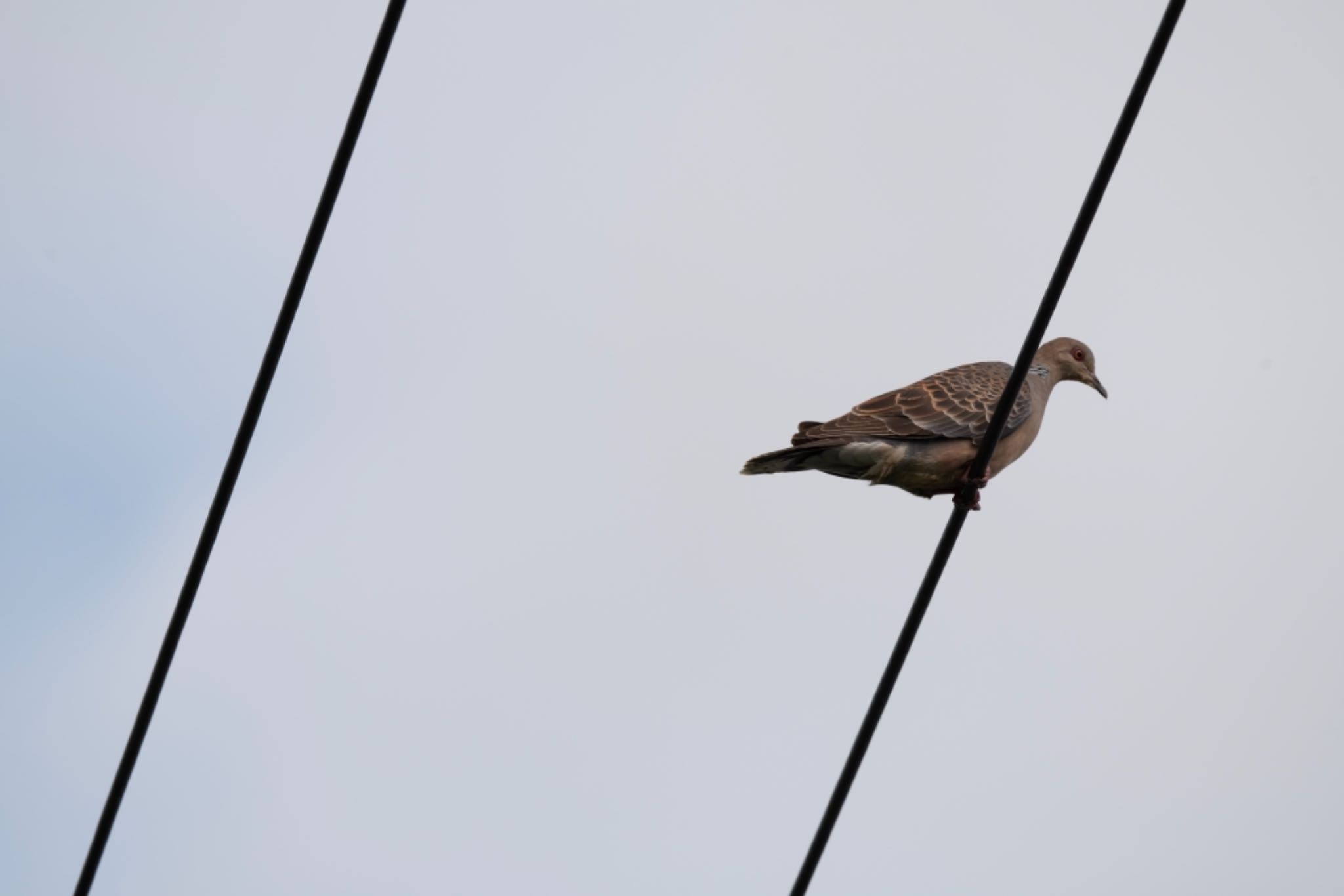 Photo of Red Collared Dove at  by アカウント5644