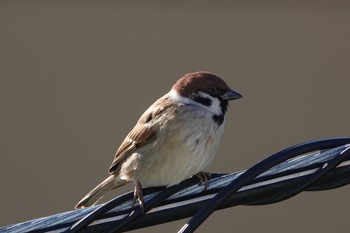 Eurasian Tree Sparrow 東京都 Sat, 1/30/2021