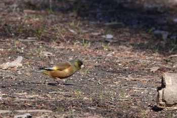 カワラヒワ 秋ヶ瀬公園 2021年1月30日(土)