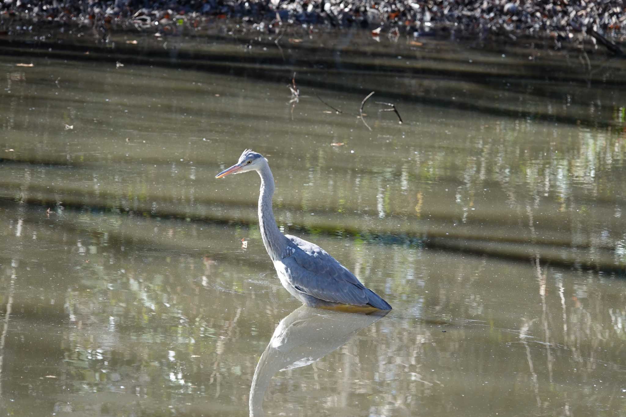 秋ヶ瀬公園 アオサギの写真 by  Utz