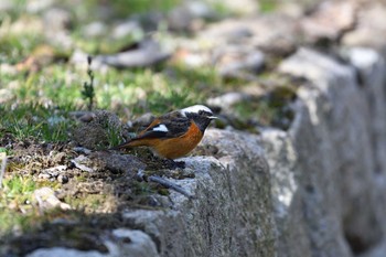 Sat, 1/30/2021 Birding report at 世界の梅公園