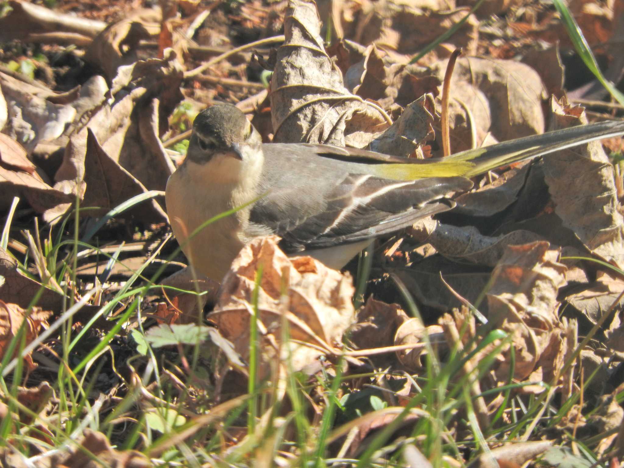 Photo of Grey Wagtail at 砂川堀北野調整池 by chiba