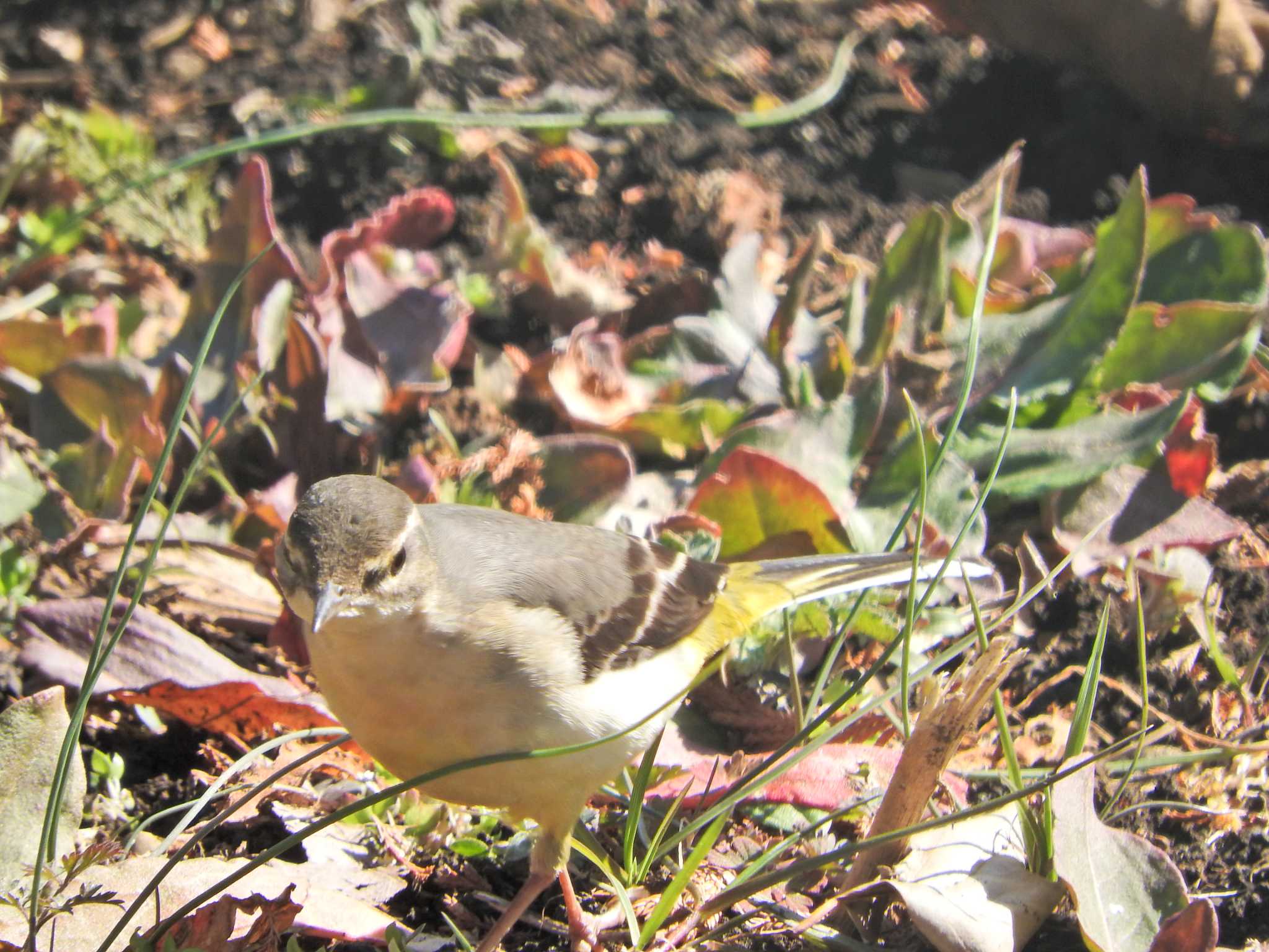 Photo of Grey Wagtail at 砂川堀北野調整池 by chiba