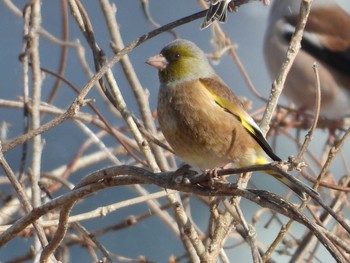 カワラヒワ 青葉山公園 2021年1月30日(土)