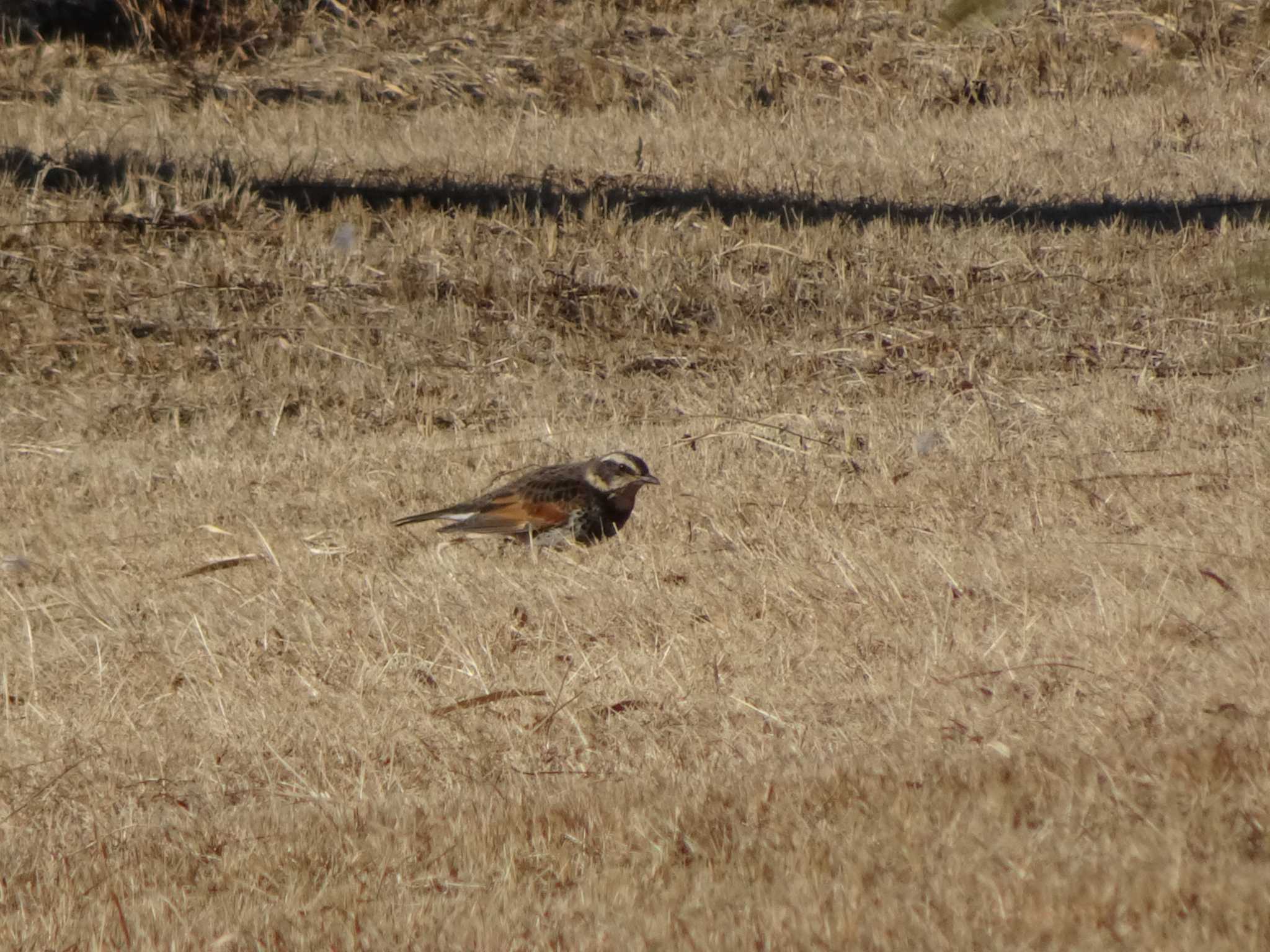 Dusky Thrush