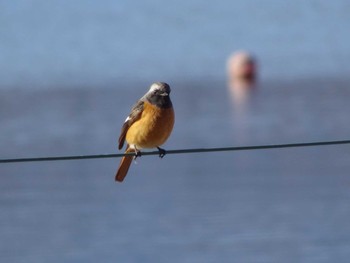 2021年1月30日(土) 相模原沈殿池の野鳥観察記録