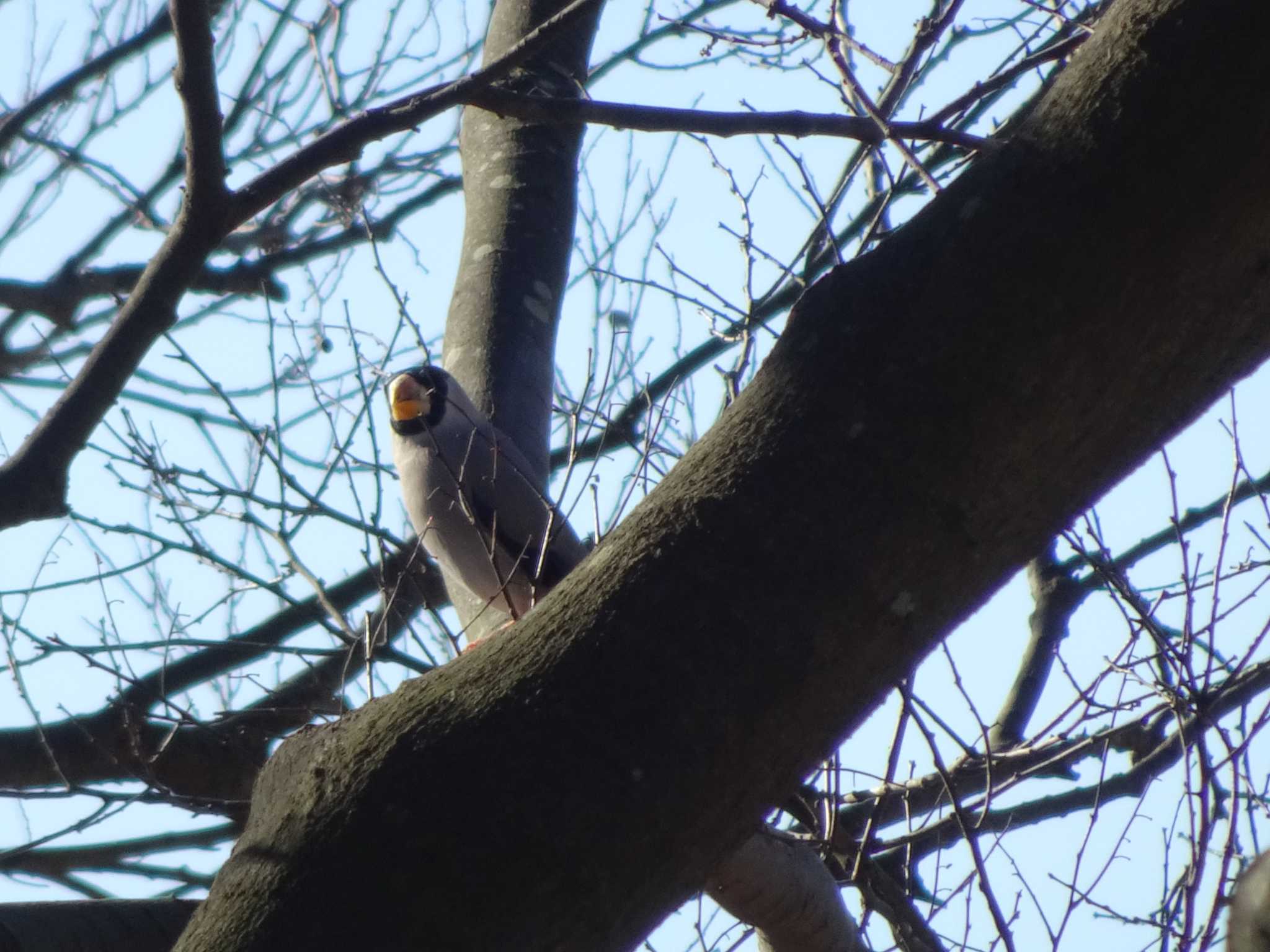 Photo of Japanese Grosbeak at 相模原沈殿池 by Kozakuraband