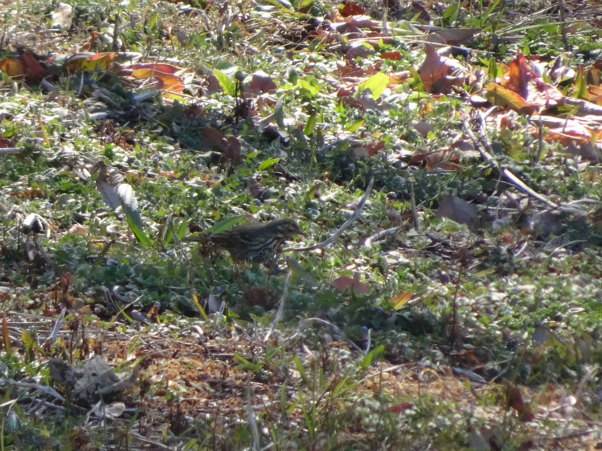 Olive-backed Pipit