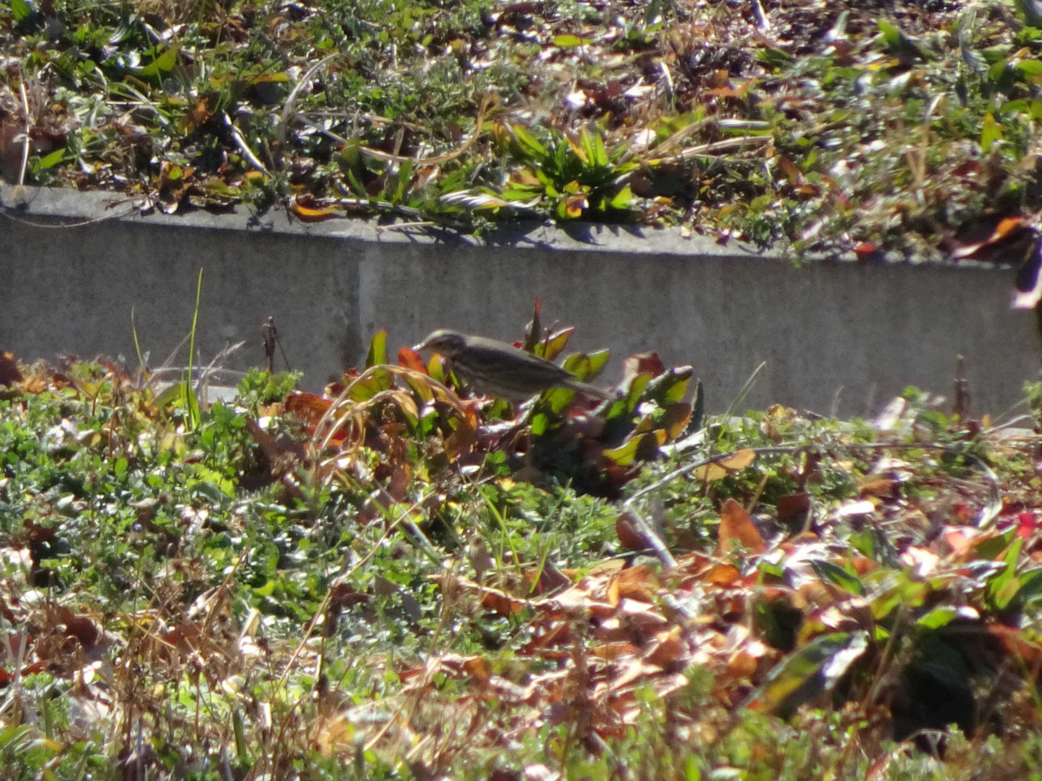 Olive-backed Pipit