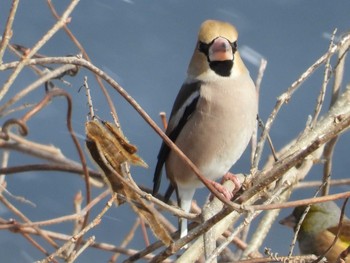 シメ 青葉山公園 2021年1月30日(土)